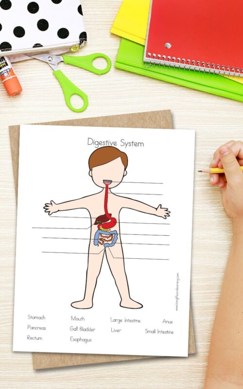 Digestive System Worksheets for Kids