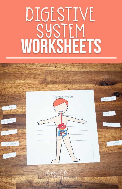 Digestive System Worksheets For Kids