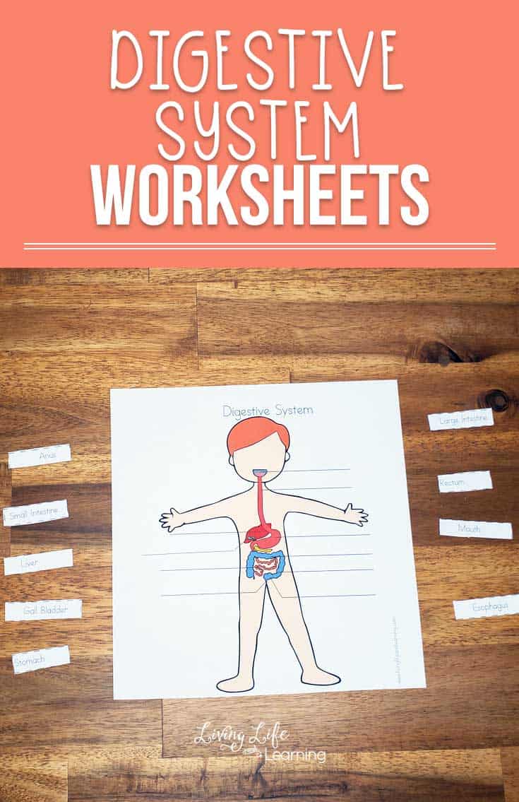 These great Digestive System Worksheets for Kids will help your child learn about their body and there are worksheets for both males and females as well. Learn how food travels through the human body.