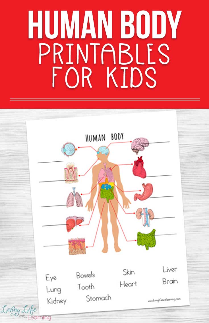 Human Body Printables for Kids In Inside The Living Body Worksheet