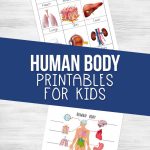 Human Body Printables for Kids