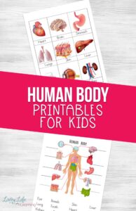 Human Body Printables for Kids