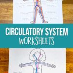 Circulatory system worksheets for kids
