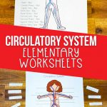 circulatory system printable worksheets