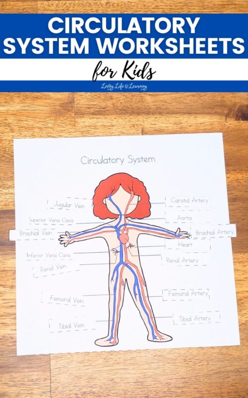 Circulatory System Worksheets for Kids