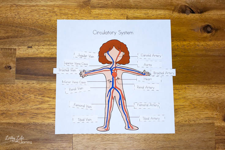 circulatory system worksheets for kids