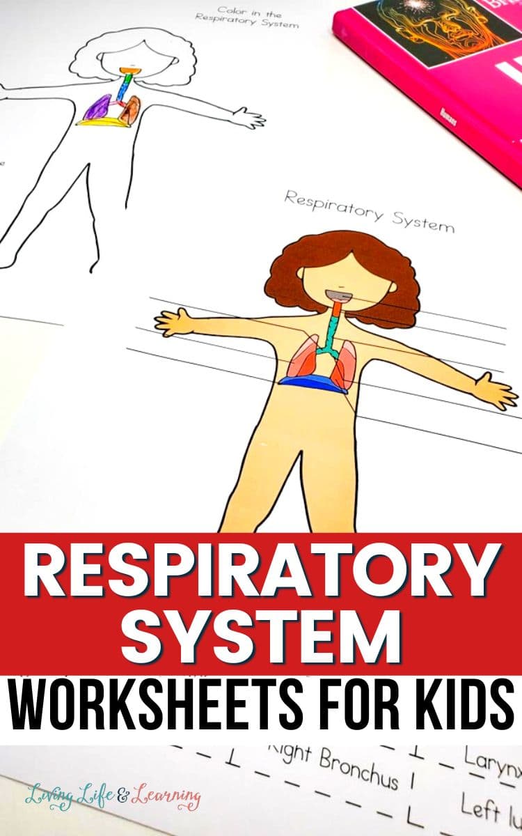 Respiratory System Worksheets for Kids