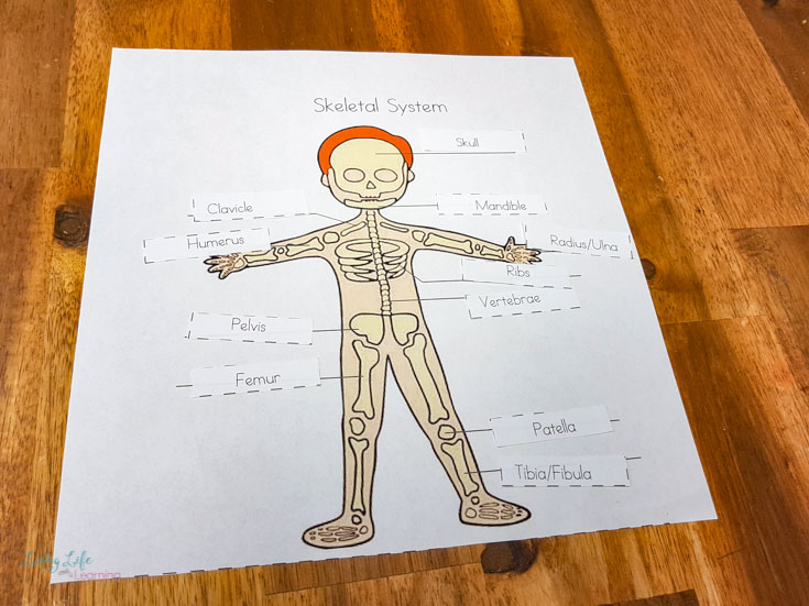 skeletal system worksheets for kids