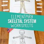 Skeletal system worksheets