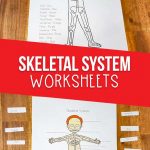Skeletal system worksheets for kids