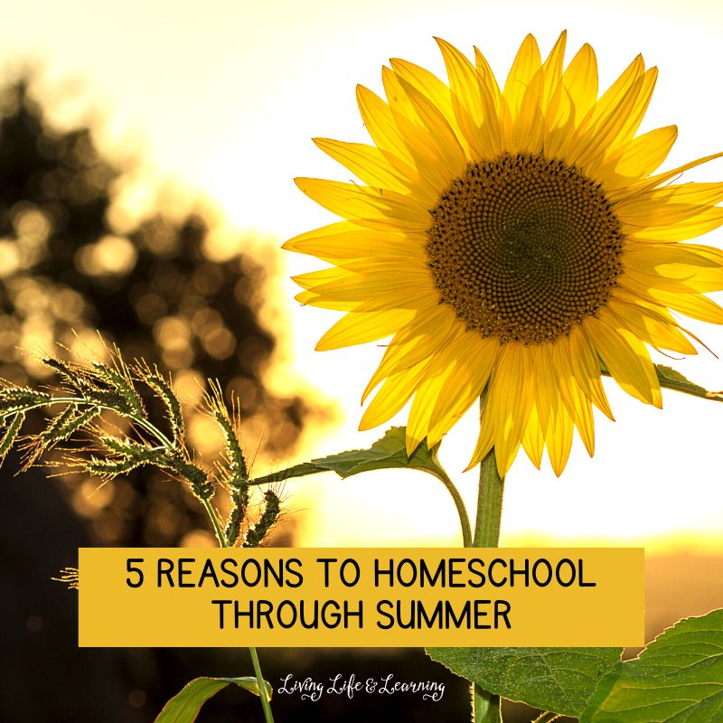 5 Reasons to Homeschool Through Summer