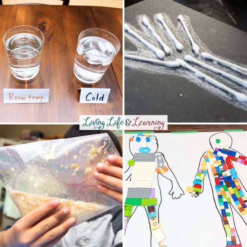 Collage of Preschool Human Body Activities