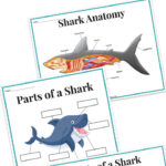 Shark Worksheets for Kids