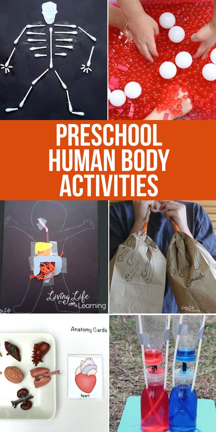 Need to get your child excited about the human body? Try one of these Preschool human body activities that are guaranteed to get your child interested in biology.