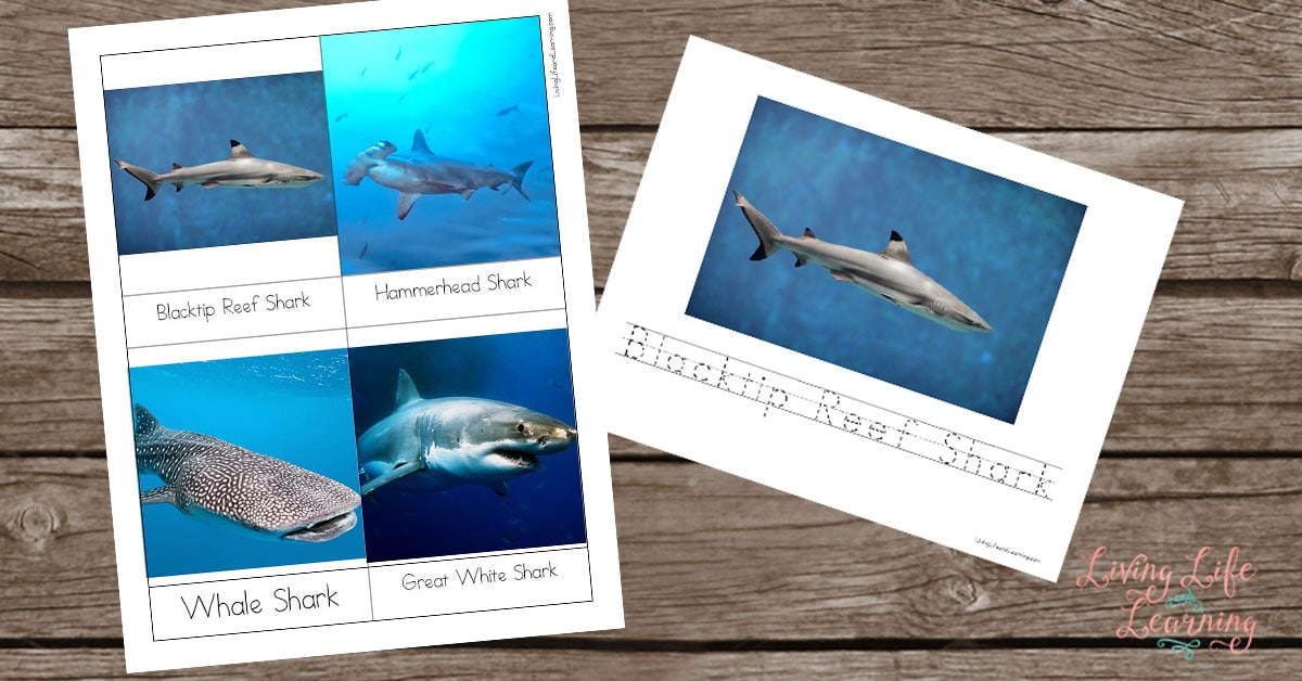 Shark Printables for Kids