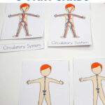 Human body system worksheets for kids