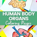 Human Body Organs Printable Coloring Pages