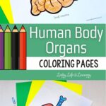 Human Body Organs Printable Coloring Pages