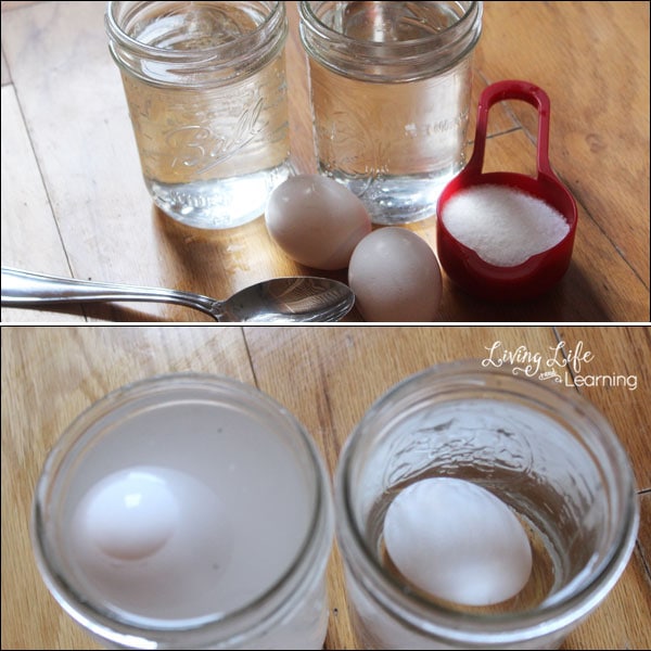 Sink or float egg experiment - a simple experiment to test the buoyancy of eggs and their solutions