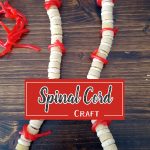 Need a hands-on way to create a spinal cord? Use candy, my kids loved creating the spinal cord craft and then eating their hard work.