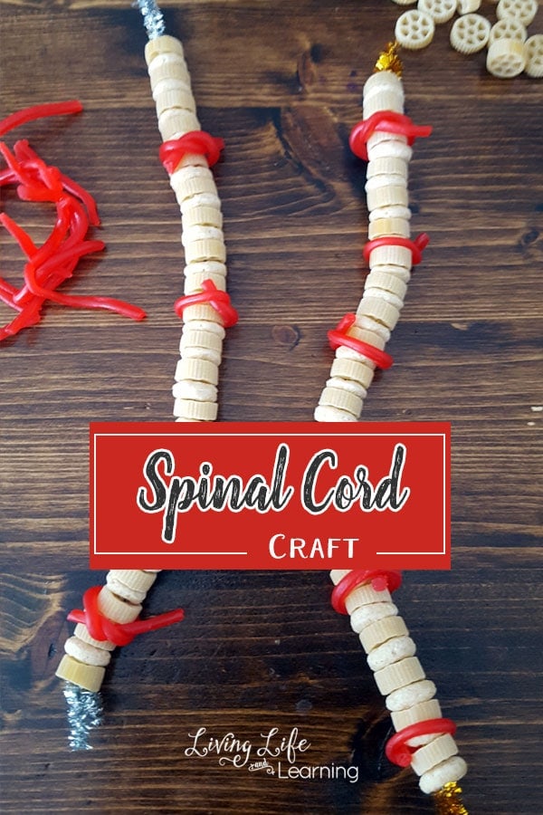 Need a hands-on way to create a spinal cord? Use candy, my kids loved creating the spinal cord craft and then eating their hard work.