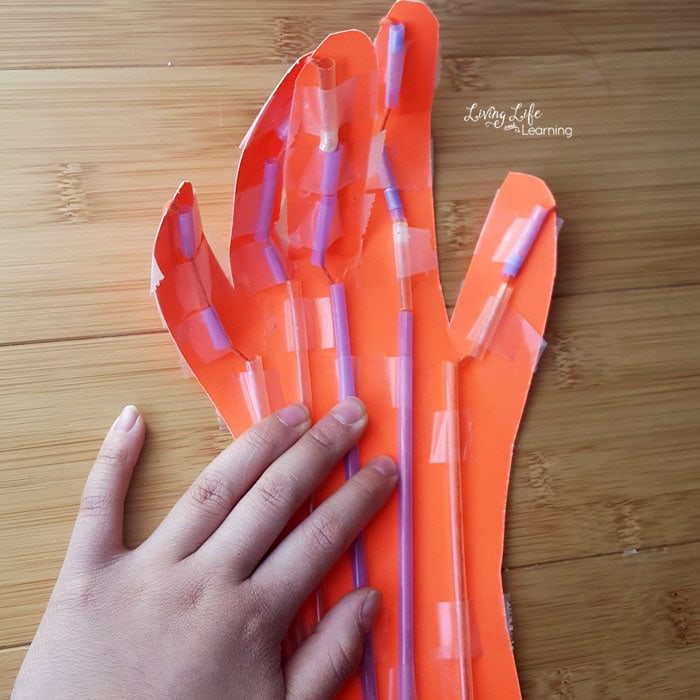 muscle system hand craft for kids to learn about the human body