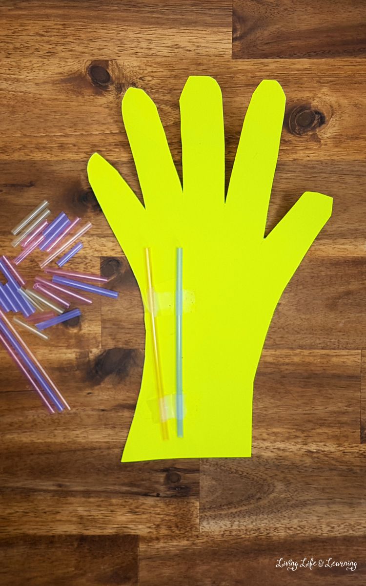 Awesome Muscular System Hand Craft for Kids