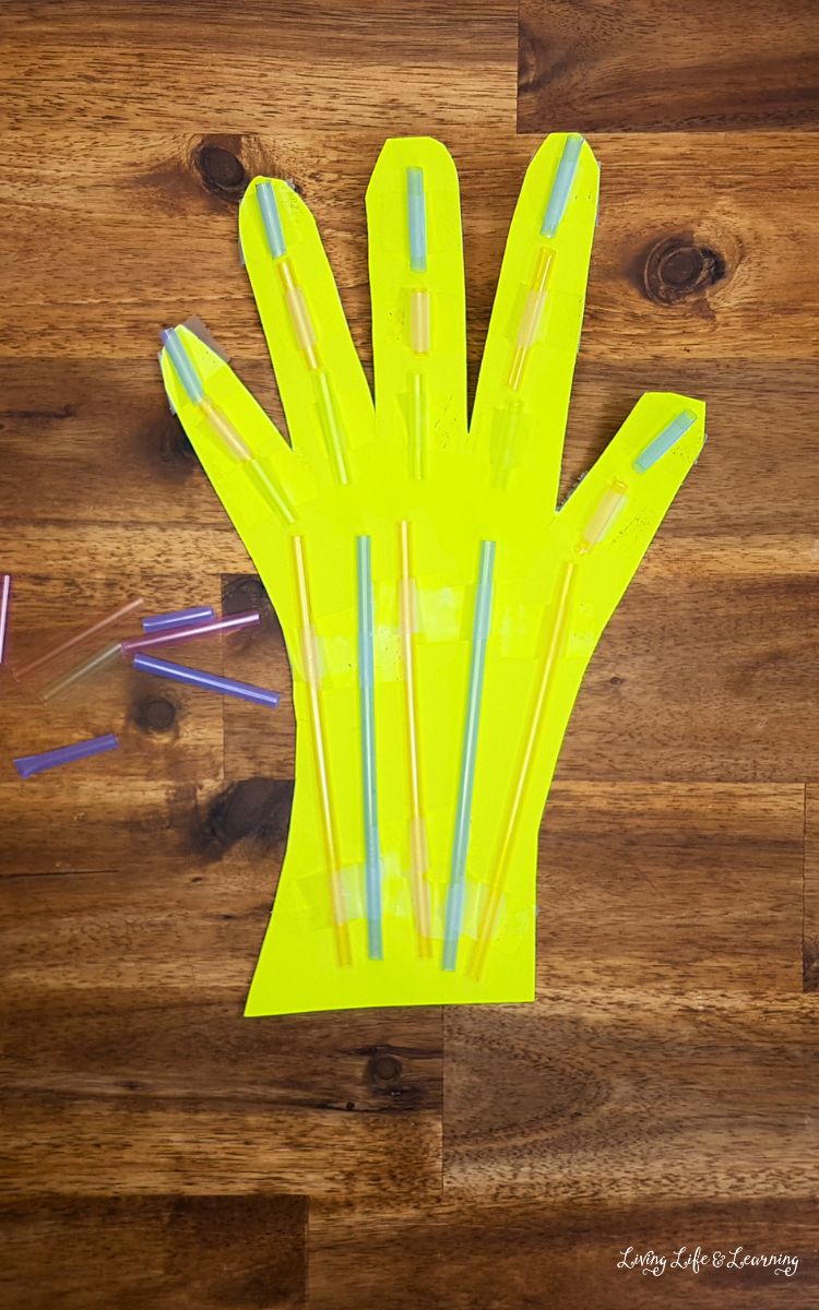 Awesome Muscular System Hand Craft for Kids