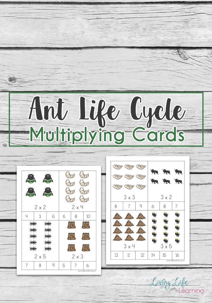 ant life cycle multiplication cards 