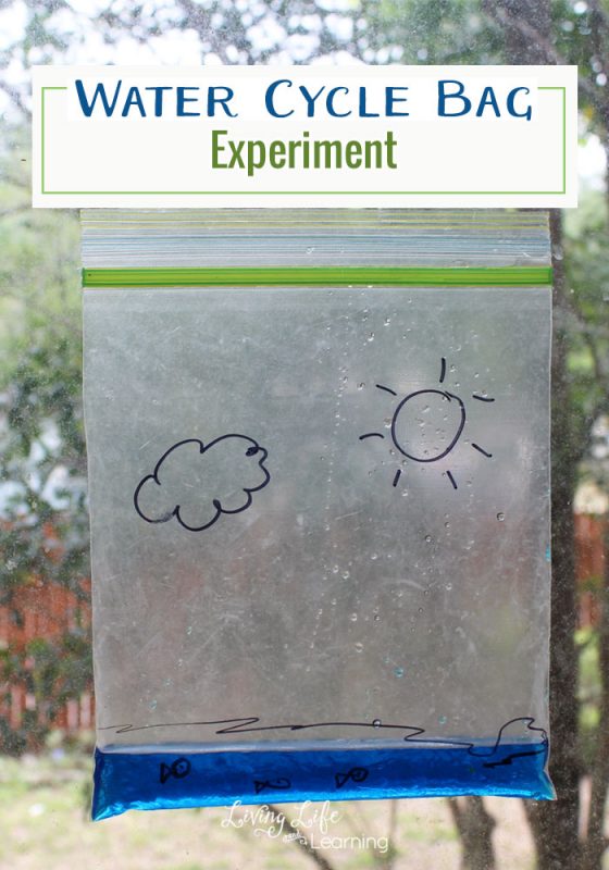 Learn more about the water cycle - This water cycle bag experiment will show how the water cycles from our lakes to the clouds in a visual way for kids