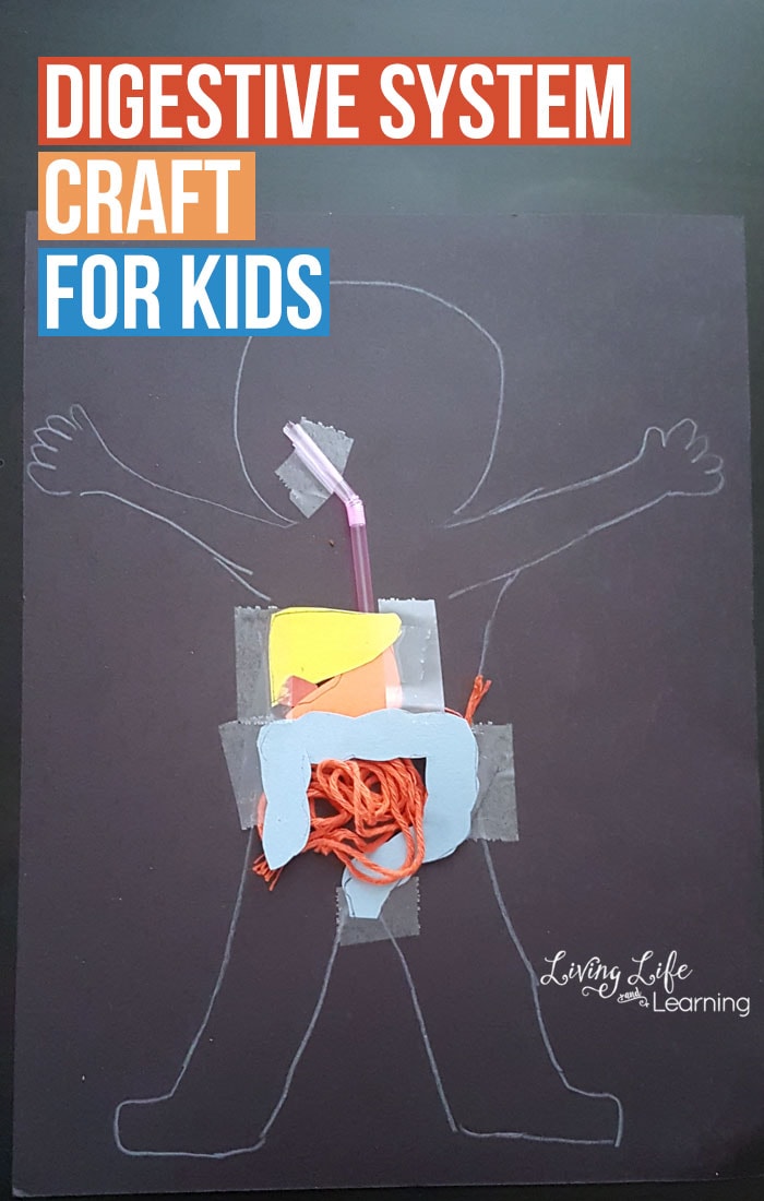 Digestive System Craft for Kids using construction  paper, a straw and yarn and tape.