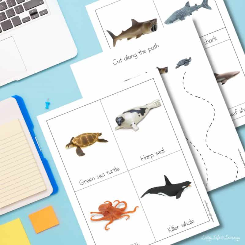 Safari Ltd Ocean Animals Preschool Printables