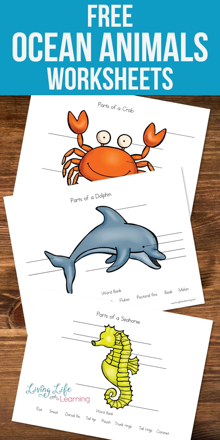 Parts Of Ocean Animals Worksheets