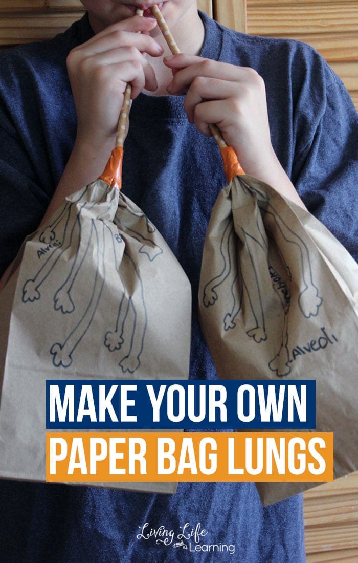 Cool human body activity for kids - Make your own paper bag lungs activity - Learn about the human body and see how the lungs work and the correct names for their anatomy.