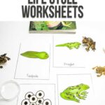 Frog Life Cycle Worksheets