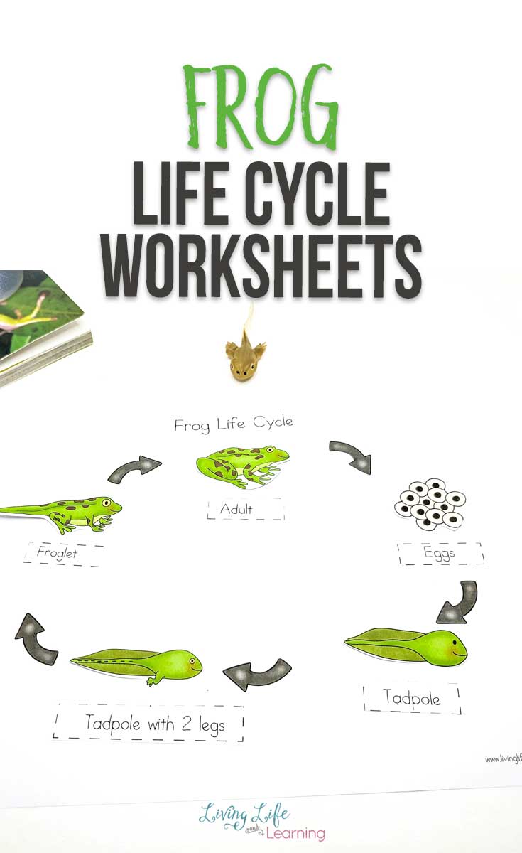 Super Fun Frog Life Cycle Worksheets To Help Teach Stages Of Life Inside Frogs Life Cycle Worksheet