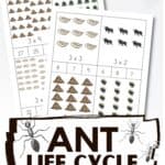Ant Life Cycle Multiplication Cards