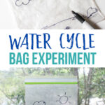 Water Cycle Bag Experiment