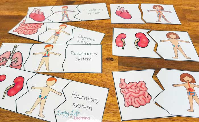 human body puzzles 