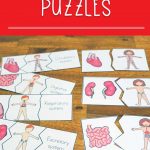 Have a blast learning about the human body with these fun human body puzzles to learn about the human body organs and the human body systems they belong to.