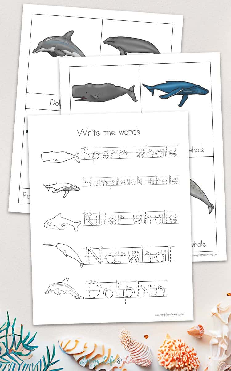 tracing activity and flashcard pages of Whale Worksheets for Kids
