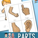 Parts of the body worksheets for kids images