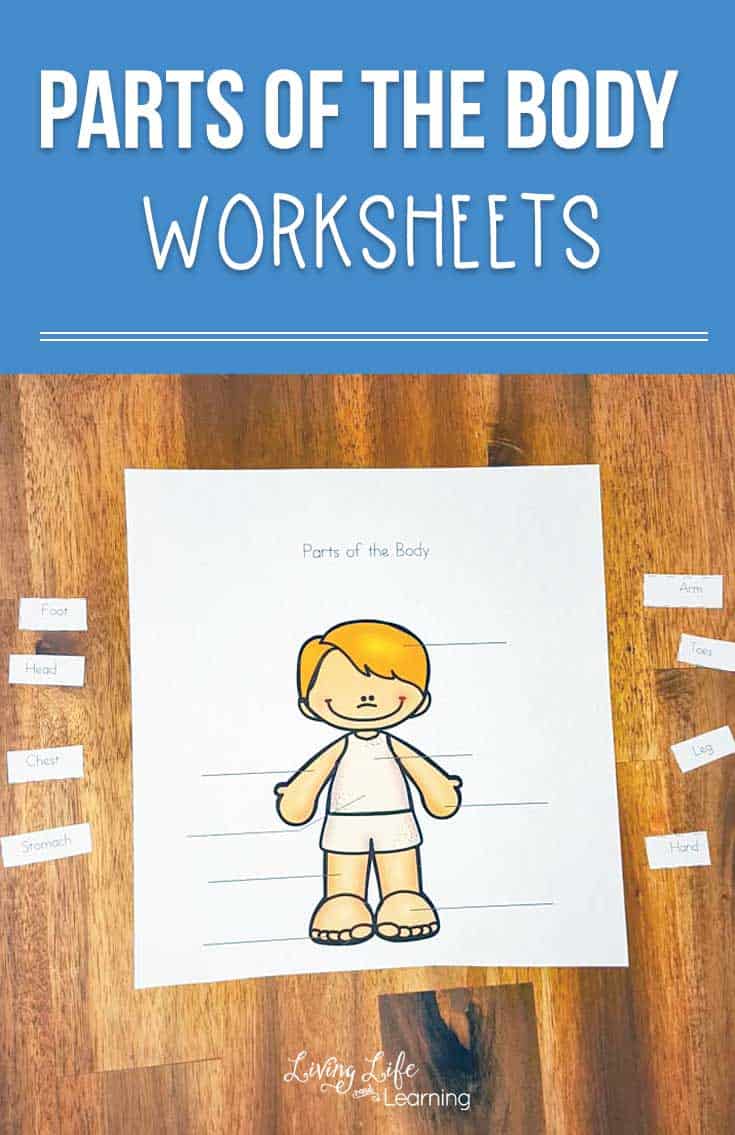 Parts of the Body Worksheets for Kids