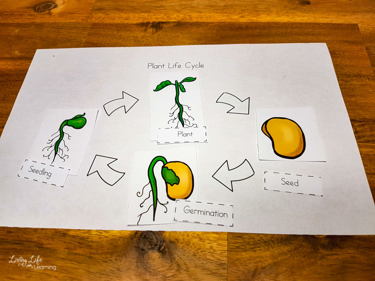 Plant life cycle worksheets for kids