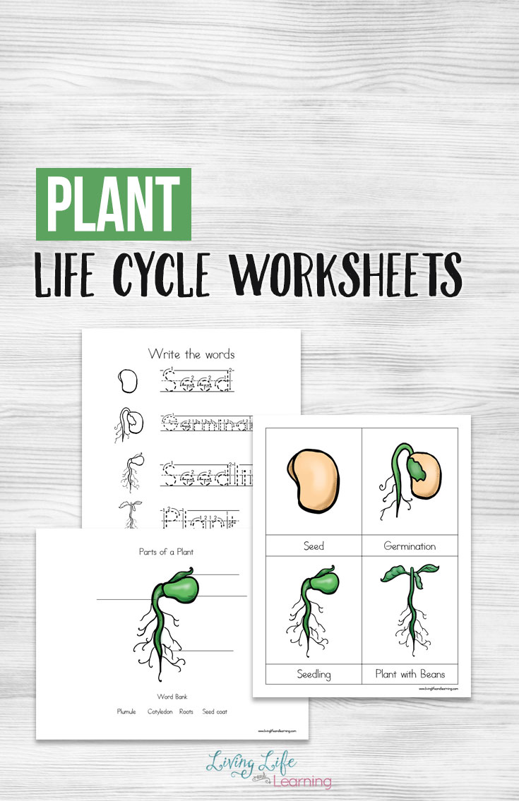 plant-life-cycle-worksheets-for-kids