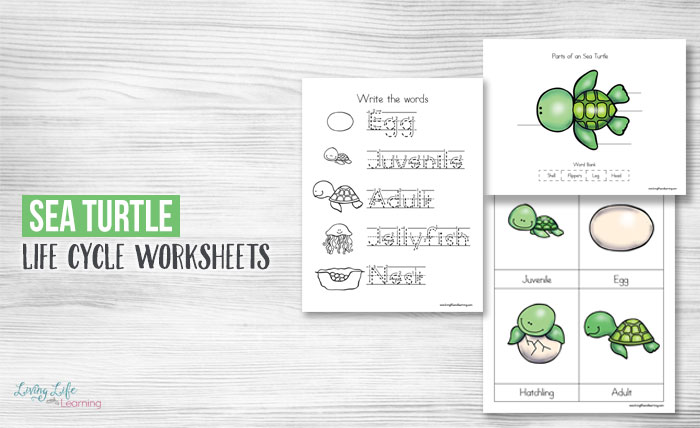 Sea Turtle Life Cycle Worksheets for Kids