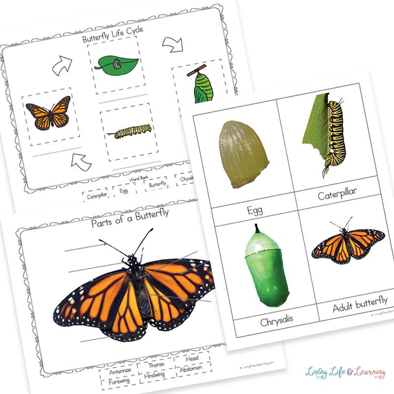 Life Cycle Of A Butterfly Worksheets