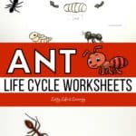 Two images of Ant Life Cycle Worksheets on a table.