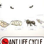 Ant Life Cycle Worksheets on a table.
