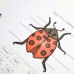 An image of Ladybug Life Cycle Worksheets for Kids